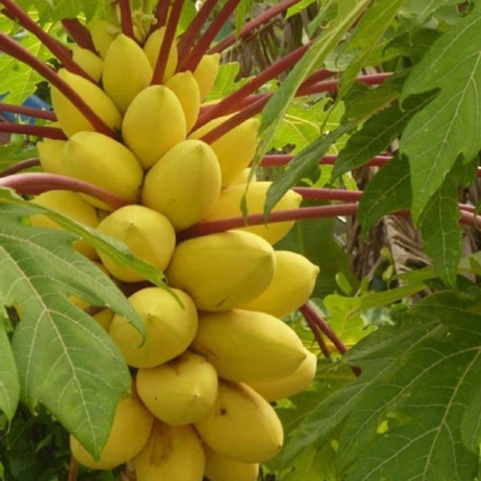 Papaya Seeds